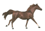 animat-horse cantering.gif (33866 bytes)